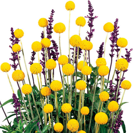  Craspedia 1000 Semillas globosa Drumstick Flor Corte 84 Craspedia 1000 Semillas globosa Drumstick Flor Corte
Germinación : 7-14