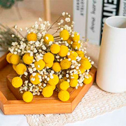  Craspedia 1000 Semillas globosa Drumstick Flor Corte 84 Craspedia 1000 Semillas globosa Drumstick Flor Corte
Germinación : 7-14