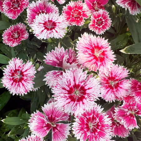 Clavel 1000 Semillas Dianthus chinensis x barbatus Ideal Select Whitefire PLT Flor Maceta Jardin FLOWER SEEDS-Clavel 1000 Semill
