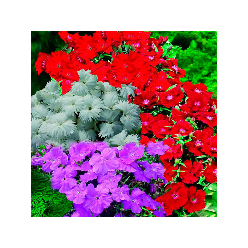  Clavel 1000 Semillas Dianthus chinensis Diana Select Mix Flor Maceta Jardin 163.559322 Clavel 1000 Semillas Dianthus chinensis 