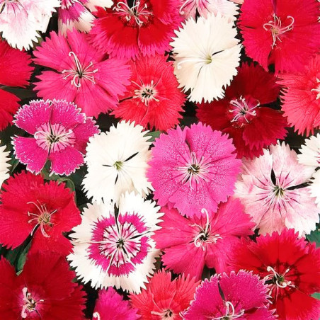  Clavel 1000 Semillas Dianthus chinensis Ideal Select Mix PLT Flor Maceta Jardin 163.559322 Clavel 1000 Semillas Dianthus chinen
