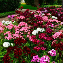  Clavel 100 Semillas Dianthus barbatus Dash Mix PLT Flor Maceta Jardin 51.694915 Clavel 100 Semillas Dianthus barbatus Dash Mix 