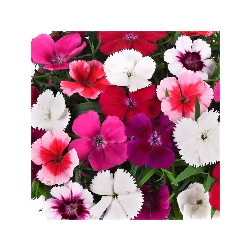  Clavel 1000 Semillas Dianthus chinensis Coronet Mix PLT Flor Maceta Jardin 166.101695 Clavel 1000 Semillas Dianthus chinensis C