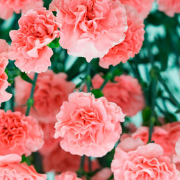  Clavel 1000 Semillas Dianthus Caryophyllus Chabaud Aurora Salmon Flor Corte 114.40678 Clavel 1000 Semillas Dianthus Caryophyllu