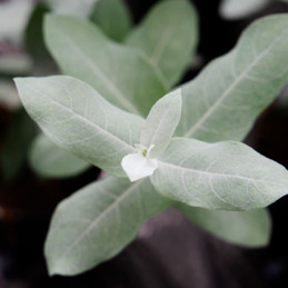  Eucalipto 1000 Semillas Eucalyptus globolus StyX Flor Corte Perenne 366.101695 Eucalipto 1000 Semillas Eucalyptus globolus StyX