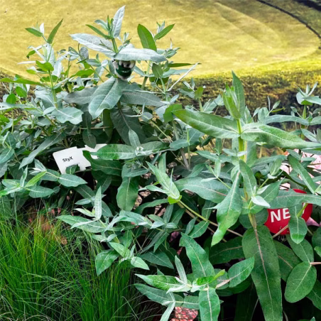 Eucalipto 1000 Semillas Eucalyptus globolus StyX Flor Corte Perenne FLOWER SEEDS-Eucalipto 1000 Semillas Eucalyptus globolus Sty