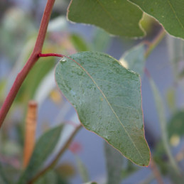  Eucalipto 1000 Semillas Eucalyptus populnea Murray Flor Corte Maceta Jardin 309.322034 Eucalipto 1000 Semillas Eucalyptus popul