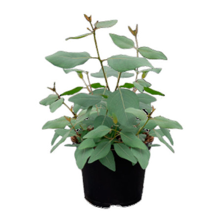  Eucalipto 1000 Semillas Eucalyptus populnea Murray Flor Corte Maceta Jardin 309.322034 Eucalipto 1000 Semillas Eucalyptus popul