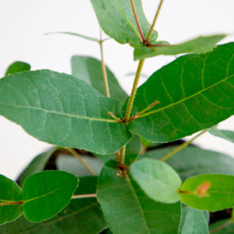  Eucalipto 1000 Semillas Eucalyptus Preissiana Albany Flor Corte Perenne 309.322034 Eucalipto 1000 Semillas Eucalyptus Preissian