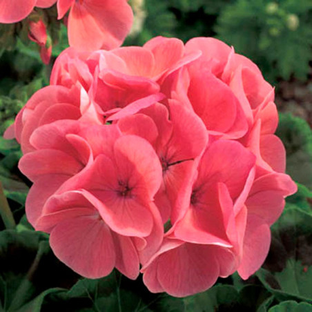  Geranio 100 Semillas Pelargonium hortorum Maverick Salmon Flor Maceta Jardin 56.779661 Geranio 100 Semillas Pelargonium hortoru