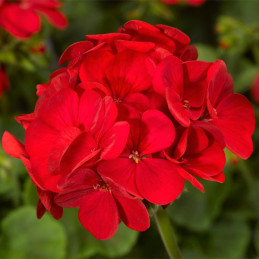  Geranio 100 Semillas Pelargonium x hortorum Multibloom Red Flor Maceta Jardin 59.322034 Geranio 100 Semillas Pelargonium x hort