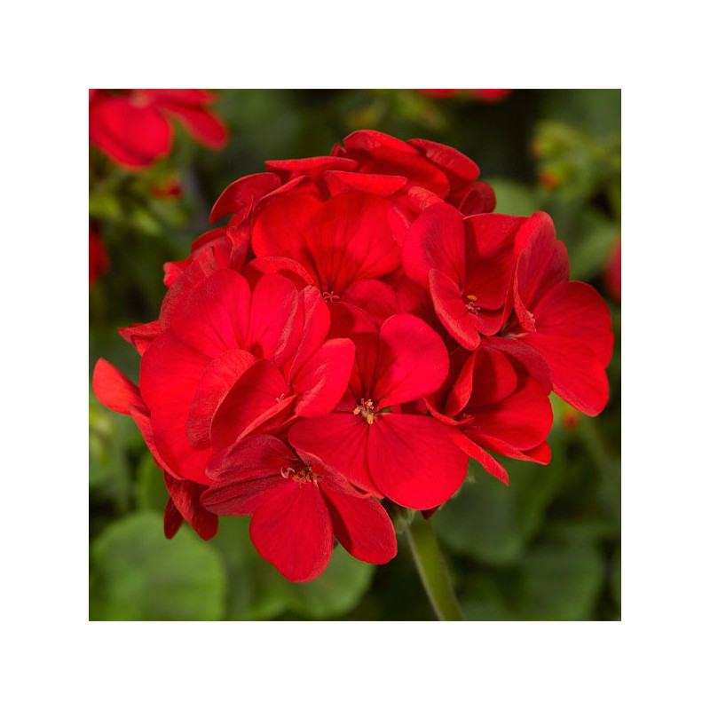  Geranio 100 Semillas Pelargonium x hortorum Multibloom Red Flor Maceta Jardin 59.322034 Geranio 100 Semillas Pelargonium x hort