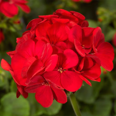 Geranio 100 Semillas Pelargonium x hortorum Multibloom Red Flor Maceta Jardin FLOWER SEEDS-Geranio 100 Semillas Pelargonium x ho