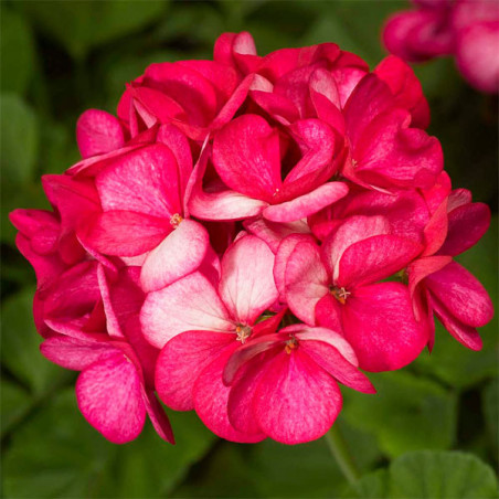  Geranio 1000 Semillas Pelargonium hortorum Maverick Violet Picotee Flor Maceta Jardin 429.661017 Geranio 1000 Semillas Pelargon