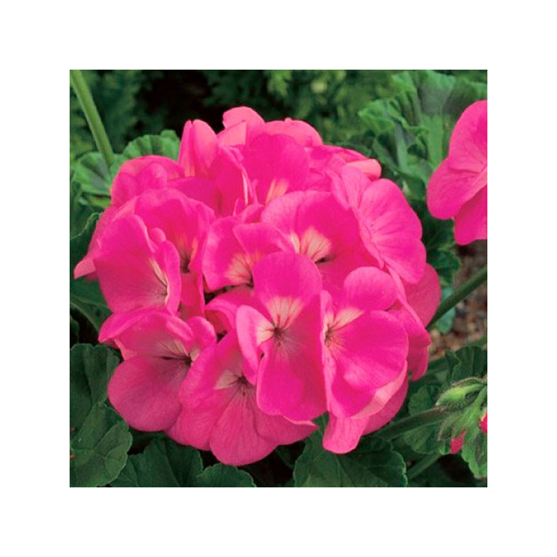  Geranio 1000 Semillas Pelargonium hortorum Maverick Pink Flor Maceta Jardin 429.661017 Geranio 1000 Semillas Pelargonium hortor