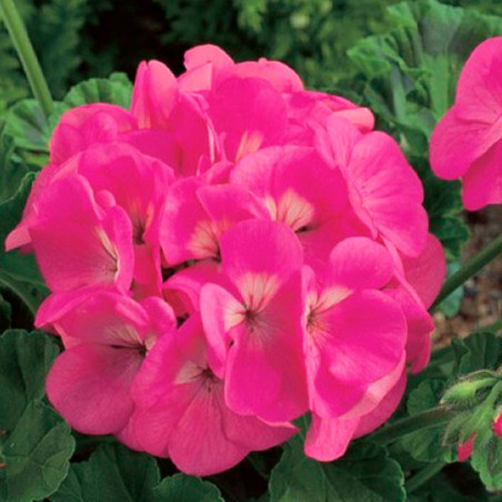 Geranio 1000 Semillas Pelargonium hortorum Maverick Pink Flor Maceta Jardin 429.661017 Geranio 1000 Semillas Pelargonium hortor
