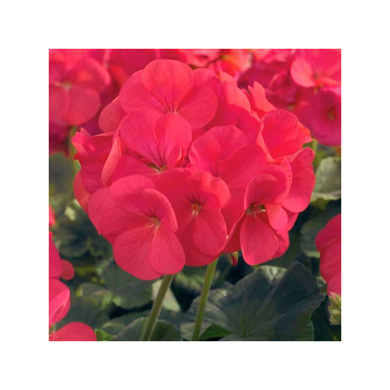  Geranio 1000 Semillas Pelargonium hortorum Maverick Coral Flor Maceta Jardin 429.661017 Geranio 1000 Semillas Pelargonium horto