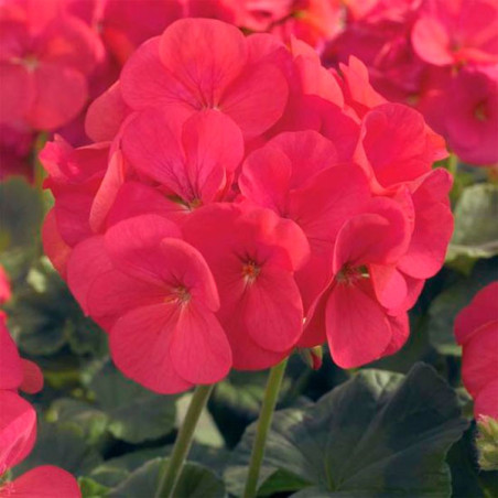  Geranio 1000 Semillas Pelargonium hortorum Maverick Coral Flor Maceta Jardin 429.661017 Geranio 1000 Semillas Pelargonium horto