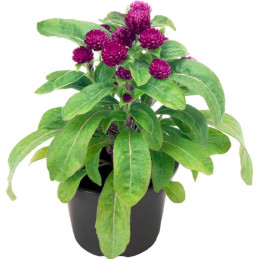  Gomphrena 1000 Semillas globosa Buddy Purple Flor Maceta 74.576271 Gomphrena 1000 Semillas globosa Buddy Purple Flor Maceta
Ger