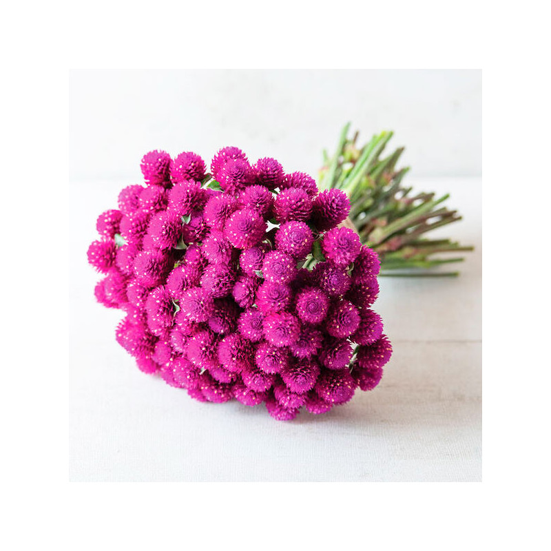  Gomphrena 1000 Semillas haageana Qis Purple Flor Maceta 77.966102 Gomphrena 1000 Semillas haageana Qis Purple Flor Maceta
Germi