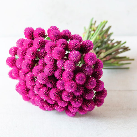  Gomphrena 1000 Semillas haageana Qis Purple Flor Maceta 77.966102 Gomphrena 1000 Semillas haageana Qis Purple Flor Maceta
Germi