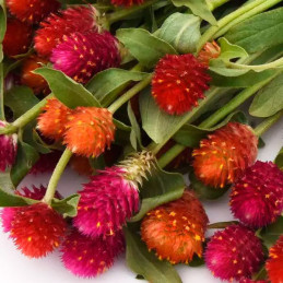  Gomphrena 1000 Semillas haageana Qis Mix Flor Maceta 77.966102 Gomphrena 1000 Semillas haageana Qis Mix Flor Maceta
Germinación