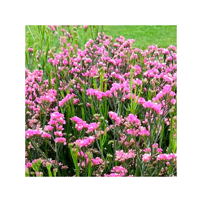  Limonio 1000 Semillas Limonium sinuatum Statice Hipster Rose Flor Corte 81 Limonio 1000 Semillas Limonium sinuatum Statice Hips
