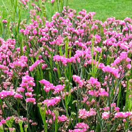  Limonio 1000 Semillas Limonium sinuatum Statice Hipster Rose Flor Corte 81 Limonio 1000 Semillas Limonium sinuatum Statice Hips