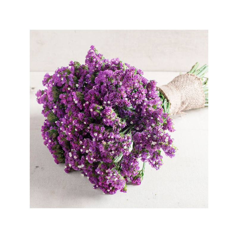  Limonio 1000 Semillas Limonium sinuatum Statice Seeker Purple Flor Corte 68.644068 Limonio 1000 Semillas Limonium sinuatum Stat