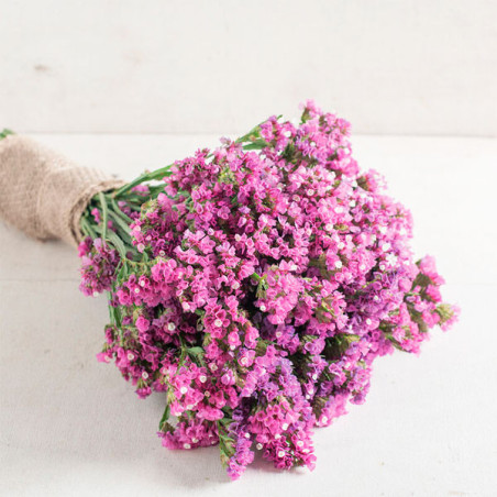  Limonio 1000 Semillas Limonium sinuatum Statice Seeker Rose Shades Flor Corte 68.644068 Limonio 1000 Semillas Limonium sinuatum
