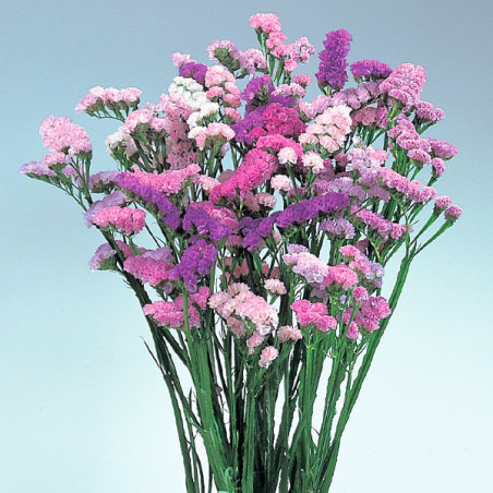 Limonio 1000 Semillas Limonium sinuatum Statice Pastel Shade Mix Flor Corte FLOWER SEEDS-Limonio 1000 Semillas Limonium sinuatum
