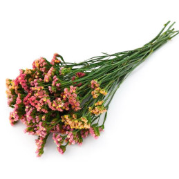 Limonio 1000 Semillas Limonium sinuatum Statice Qis Apricot Flor Corte 68.644068 Limonio 1000 Semillas Limonium sinuatum Static