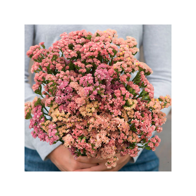  Limonio 1000 Semillas Limonium sinuatum Statice Qis Apricot Flor Corte 68.644068 Limonio 1000 Semillas Limonium sinuatum Static