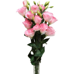  Lisianto 1000 Semillas Eustoma grandiflorum Lisianthus ABC II Misty Pink Flor Corte 172.033898 Lisianto 1000 Semillas Eustoma g