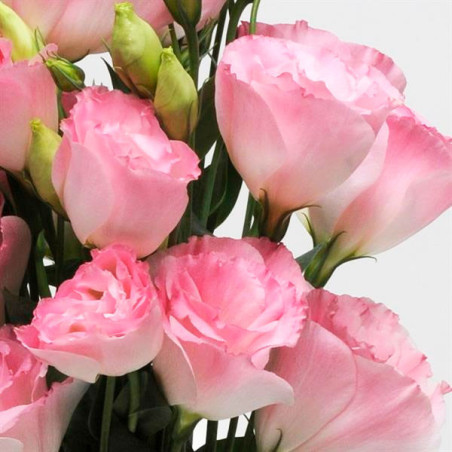 Lisianto 1000 Semillas Eustoma grandiflorum Lisianthus ABC II Misty Pink Flor Corte 172.033898 Lisianto 1000 Semillas Eustoma g