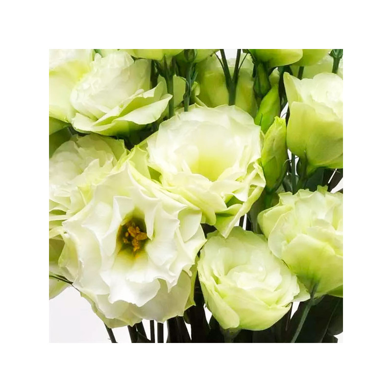  Lisianto 1000 Semillas Eustoma grandiflorum Lisianthus ABC II Yellow PLT Flor Corte 172.033898 Lisianto 1000 Semillas Eustoma g