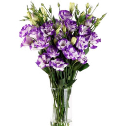 Lisianto 1000 Semillas Eustoma grandiflorum Lisianthus ABC II Blue Rim PLT Flor Corte 172.033898 Lisianto 1000 Semillas Eustoma