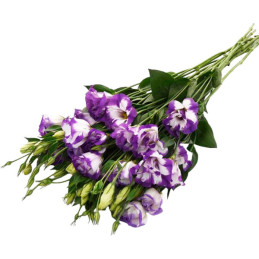  Lisianto 1000 Semillas Eustoma grandiflorum Lisianthus ABC II Blue Rim PLT Flor Corte 172.033898 Lisianto 1000 Semillas Eustoma