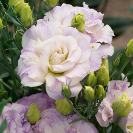  Lisianto 1000 Semillas Eustoma grandiflorum Lisianthus Mariachi Misty Blue PLT Flor Corte 223 Lisianto 1000 Semillas Eustoma gr