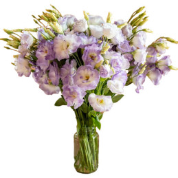  Lisianto 1000 Semillas Eustoma grandiflorum Lisianthus Mariachi Misty Blue PLT Flor Corte 223 Lisianto 1000 Semillas Eustoma gr