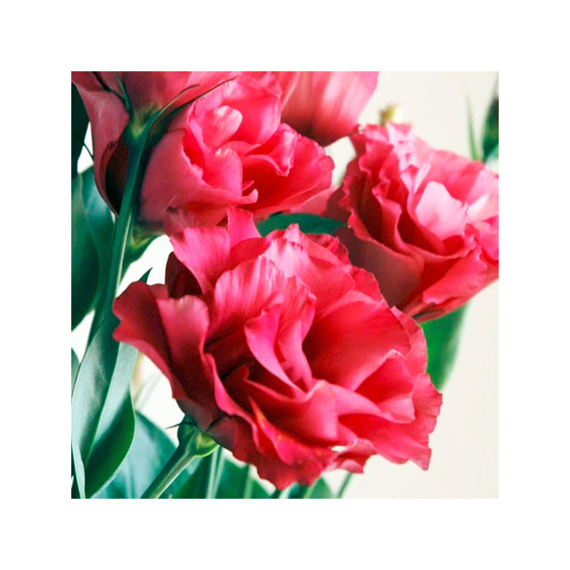  Lisianto 1000 Semillas Eustoma grandiflorum Lisianthus Mariachi Carmine PLT Flor Corte 188.983051 Lisianto 1000 Semillas Eustom