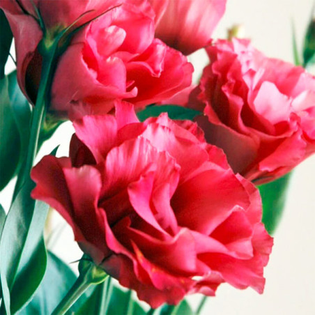  Lisianto 1000 Semillas Eustoma grandiflorum Lisianthus Mariachi Carmine PLT Flor Corte 188.983051 Lisianto 1000 Semillas Eustom