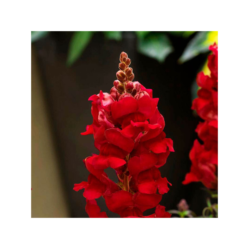  Dogo 1000 Semillas Antirrhinum majus Sonnet Crimsom Flor Maceta 74.576271 Dogo 1000 Semillas Antirrhinum majus Sonnet Crimsom F