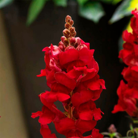  Dogo 1000 Semillas Antirrhinum majus Sonnet Crimsom Flor Maceta 74.576271 Dogo 1000 Semillas Antirrhinum majus Sonnet Crimsom F