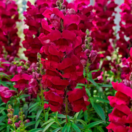  Dogo 1000 Semillas Antirrhinum majus Sonnet Burgundy Flor Maceta 74.576271 Dogo 1000 Semillas Antirrhinum majus Sonnet Burgundy