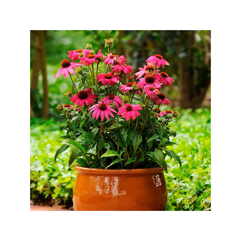  Equinacea Purpura 100 Semillas Echinacea purpurea PowWow Wild Berry Flor Maceta 77.118644 Equinacea Purpura 100 Semillas Echina