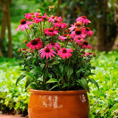  Equinacea Purpura 100 Semillas Echinacea purpurea PowWow Wild Berry Flor Maceta 77.118644 Equinacea Purpura 100 Semillas Echina