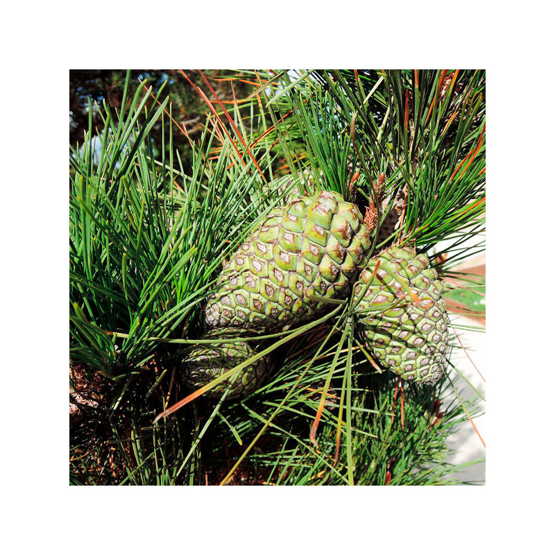  Pino Insigne 1Kg Semillas Pinus radiata Forestal Arborizar 589.830508 Pino Insigne 1Kg Semillas Pinus radiata Forestal Arboriza