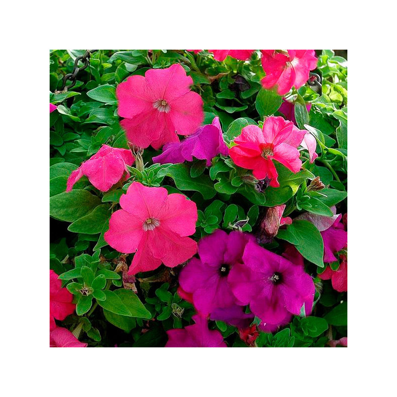  Petunia 1000 Semillas grandiflora GP Limbo Heathers Mix Flor Maceta 80.508475 Petunia 1000 Semillas grandiflora GP Limbo Heathe
