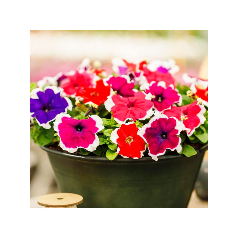  Petunia 1000 Semillas grandiflora GP Limbo Picotee Mix Flor Maceta 80.508475 Petunia 1000 Semillas grandiflora GP Limbo Picotee